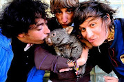 Wombats