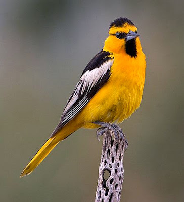 Download mp3 suara burung oriole (icterus) download suara burung