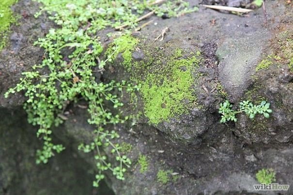 moss1__605 moss1__605