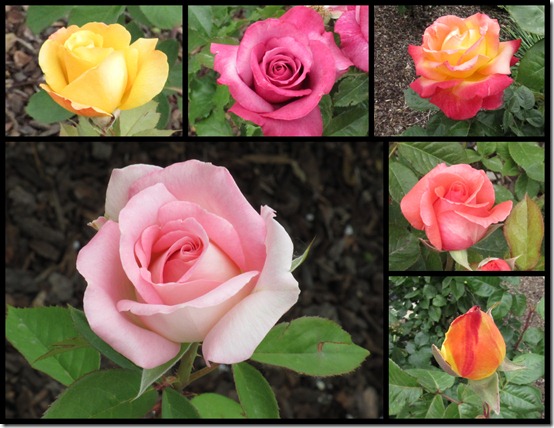 rose collage