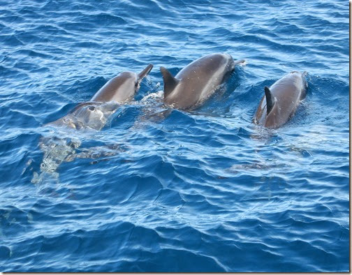 Dolphins, Napali Coast