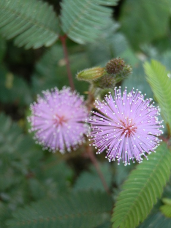 [Mimosa%2520pudica%2520%25281%2529.jpg]