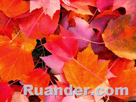Fall Color 2 Ruander
