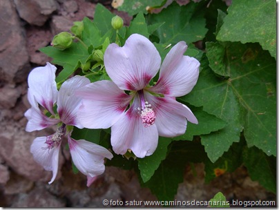 0624 Tamadaba-Berrazales(Malva de risco) 0624 Tamadaba-Berrazales(Malva de risco)