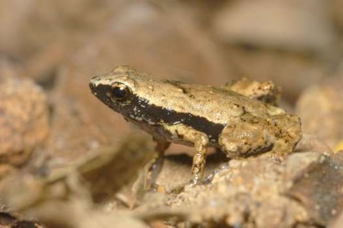 GardinersFrog GardinersFrog