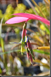 Billbergia nutans_flower