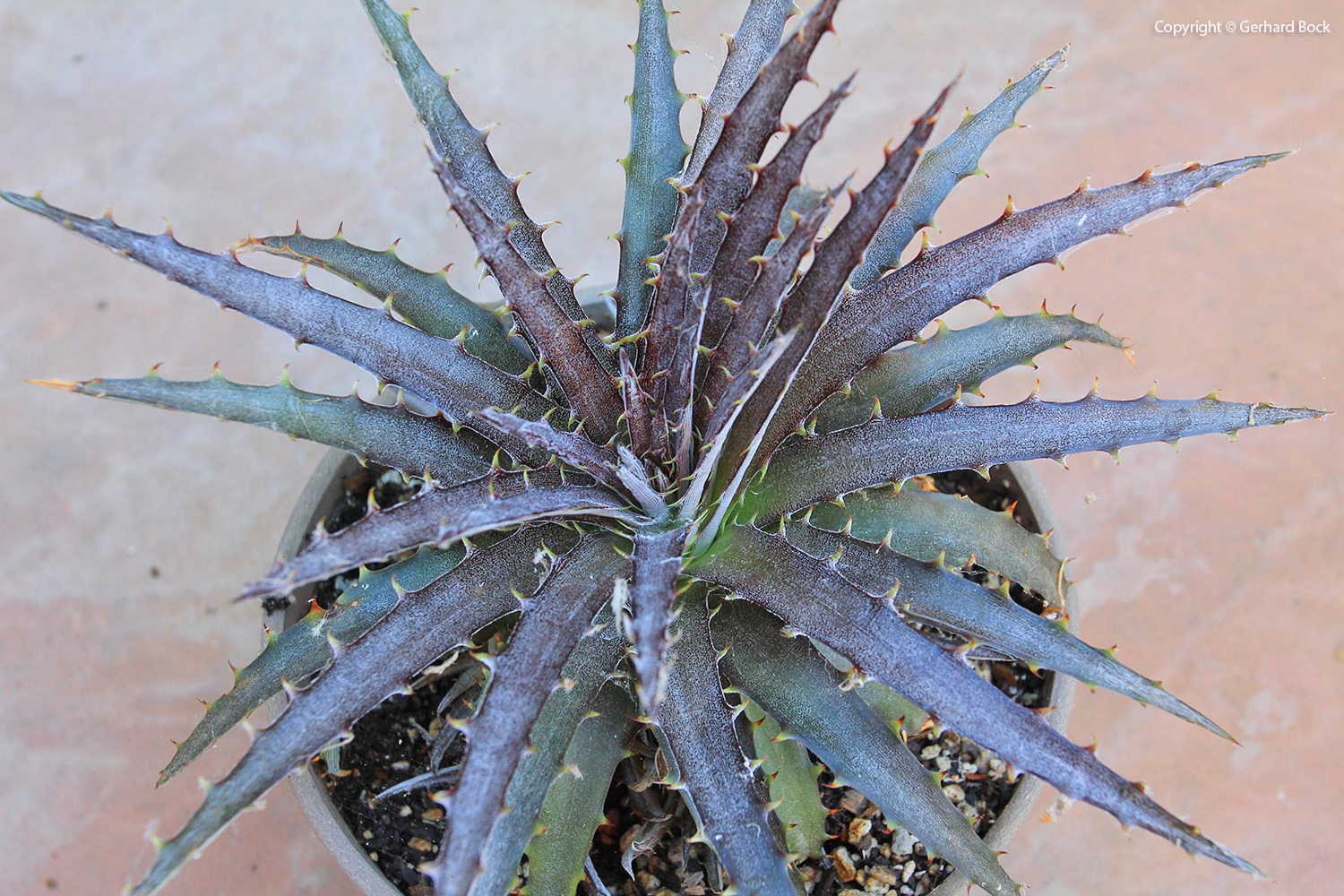 [130915_Dyckia-Cherry-Coke_062.jpg]