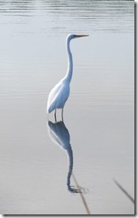 Great Egret at Huntington Beach