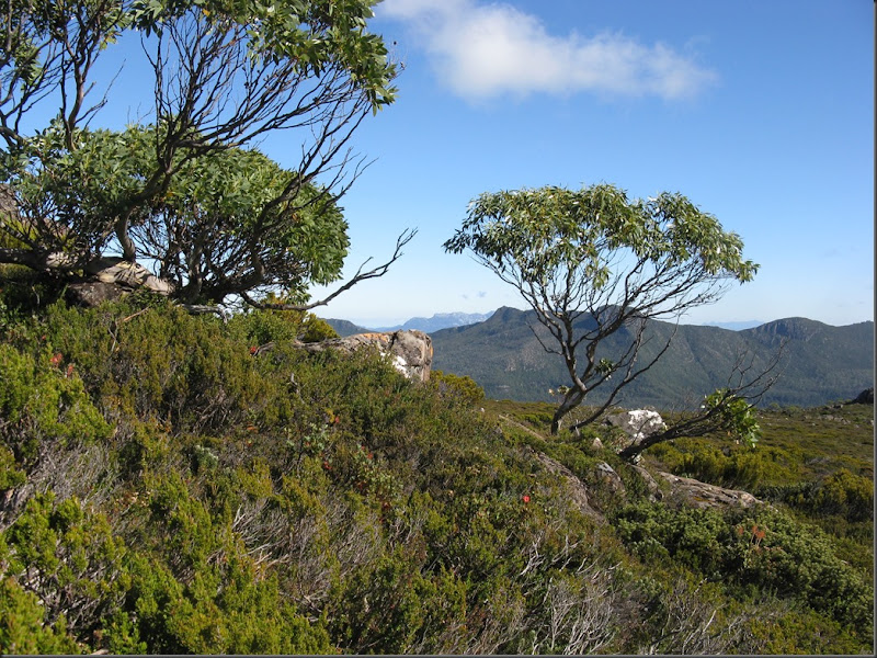 Loddon Range through small gums