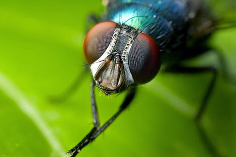 home remedies for flies