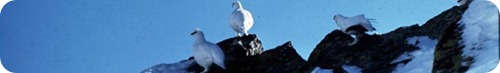 Ambienti-aperti-alpini_ambiente_panorama