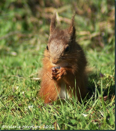 red-squirrel-and-seed