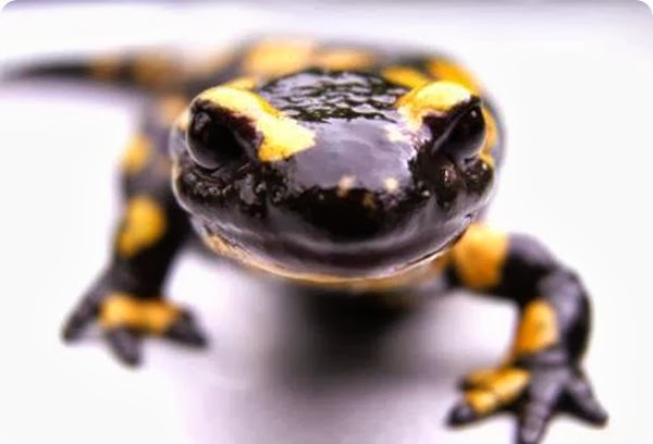 saucysalamander saucysalamander