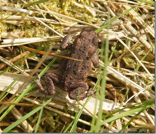 8-common-toad