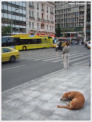 Собаки в Афинах