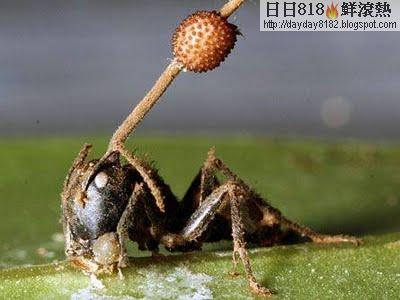殭屍蟻 真菌