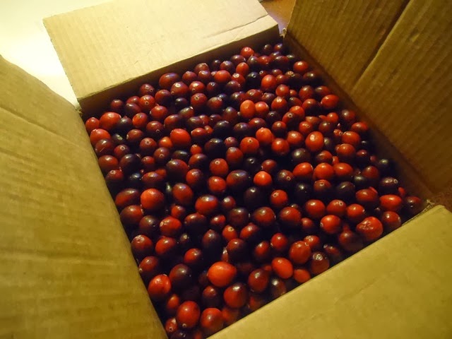 [Fresh%2520Cranberries%255B4%255D.jpg]