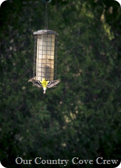 Birds In Flight (1 of 1)