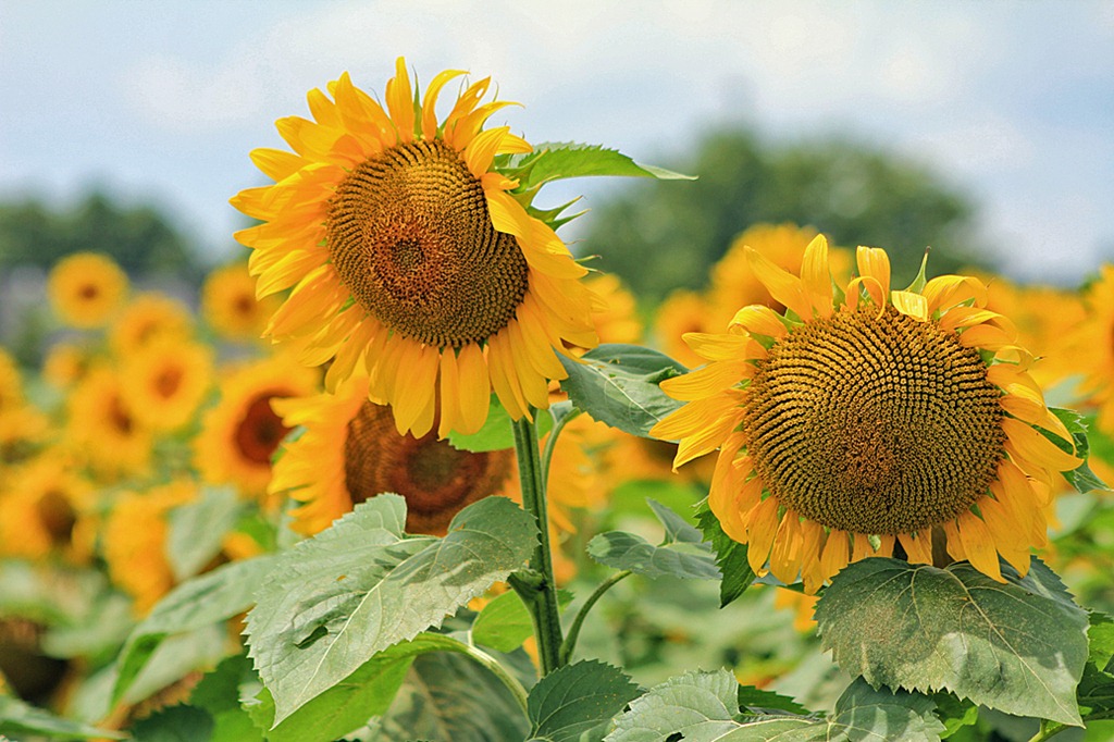 [sunflower2%255B5%255D.jpg]