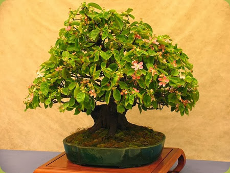 camellia2 camellia2