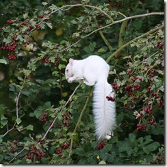 albino squirrel 7