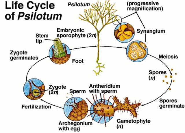 Life cycle of Psilotum