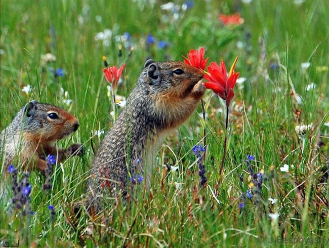 [fotos%2520animales%2520y%2520naturaleza%2520%252822%2529%255B3%255D.jpg]