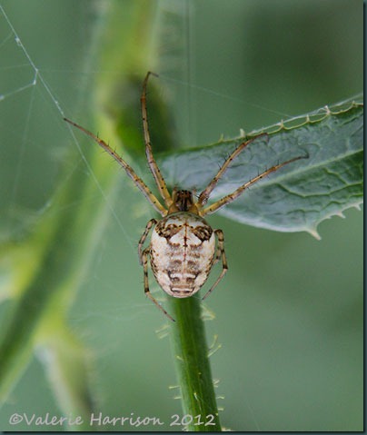 14-spider