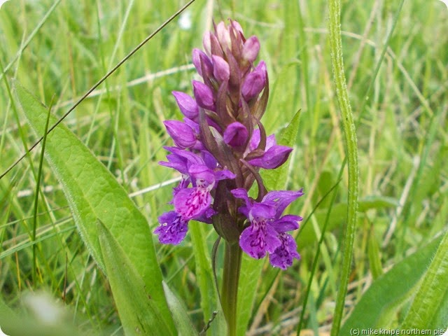a shildon marsh orchid