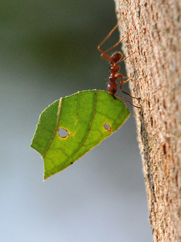 Leaf-cutter Ant