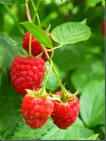 nirvana raspberries