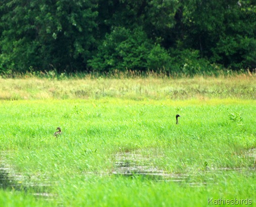 15. ducks-kab 15. ducks-kab