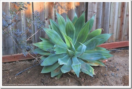 140317_Agave-Blue-Flame_008