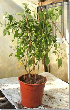 IMG_9595 IMG_9595