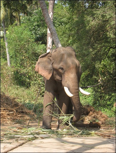Elephant Sactuary VI