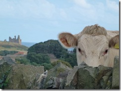 dunstanburgh and cow