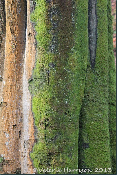 51-mossy-tree