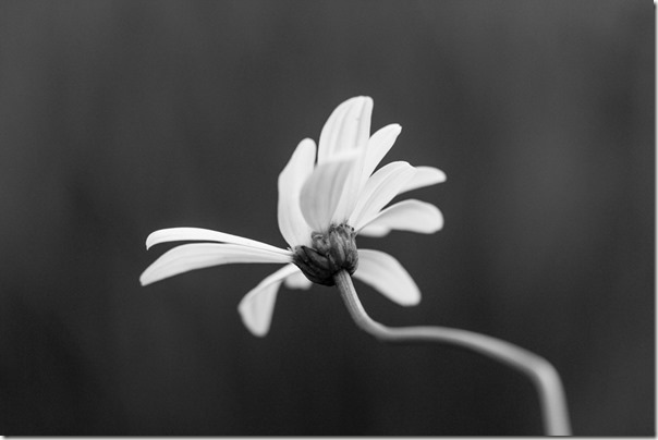black and white daisy
