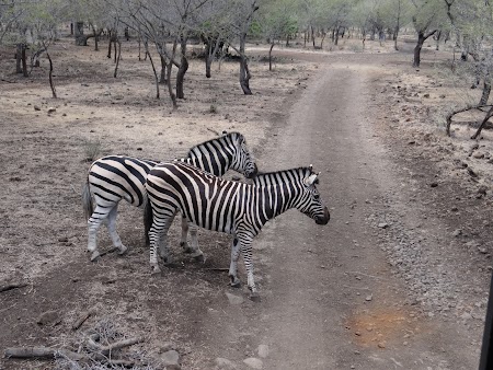 Photo safari Mauritius: Zebre in Casela Park