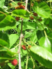 mulberry tree berries1