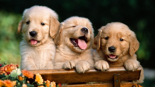 Cute-Puppies-1080x1920