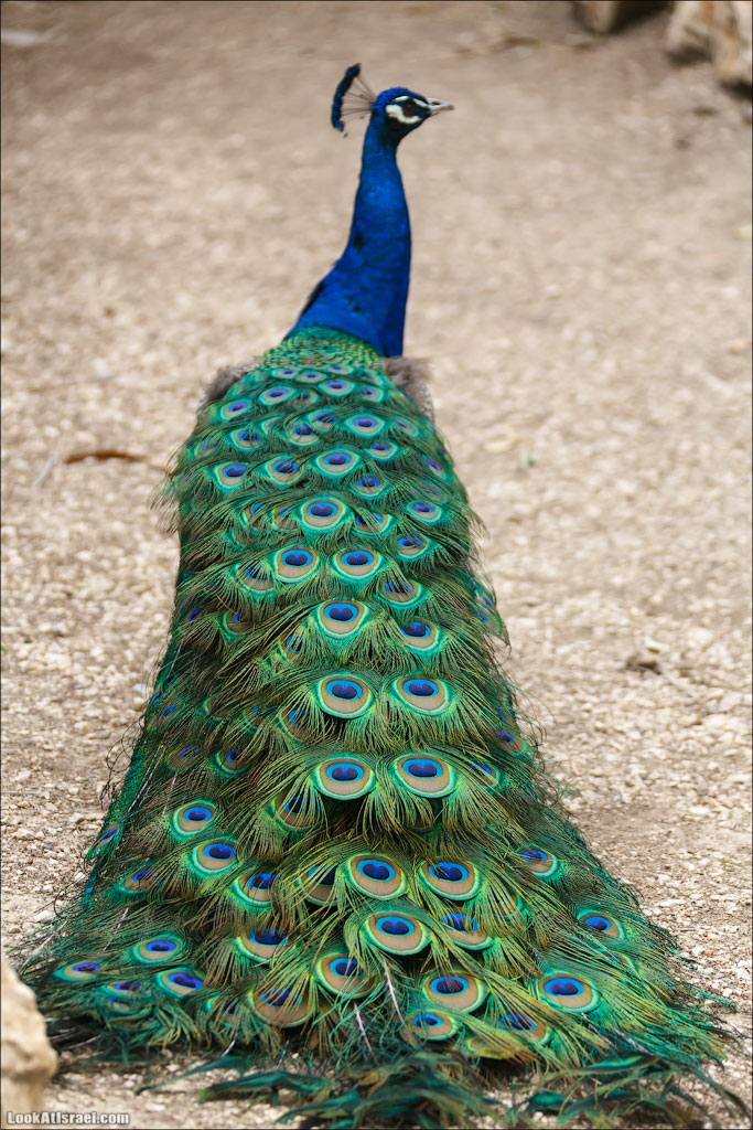 Ган Гуру - парк с кенгуру и другими австралийскими животными | Gan Guru | גן גורו | LookAtIsrael.com - Фото путешествия по Израилю