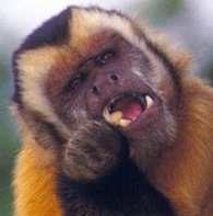 capuchin, a New World monkey