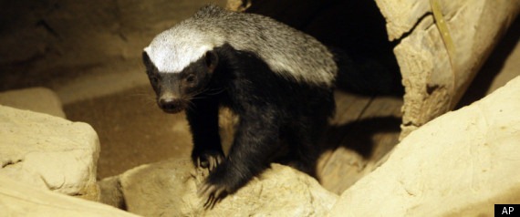 [honey%2520badger%255B2%255D.jpg]