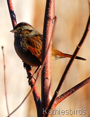 4. Swamp sparrow at bog-kab