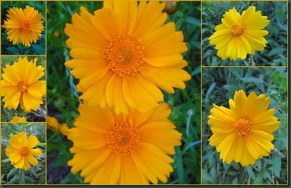 coreopsis collage0608