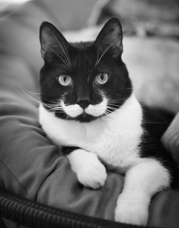 [gatos%2520con%2520manchas%2520cosasdivertidas%2520info%2520%25284%2529%255B2%255D.jpg]
