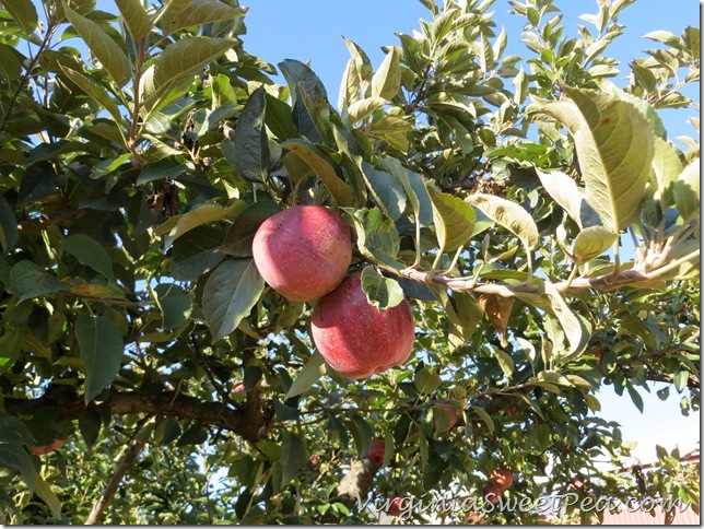 Apples at Johnson Orchard