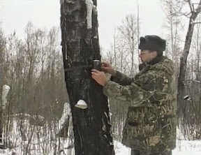 Лесные фотоловушки