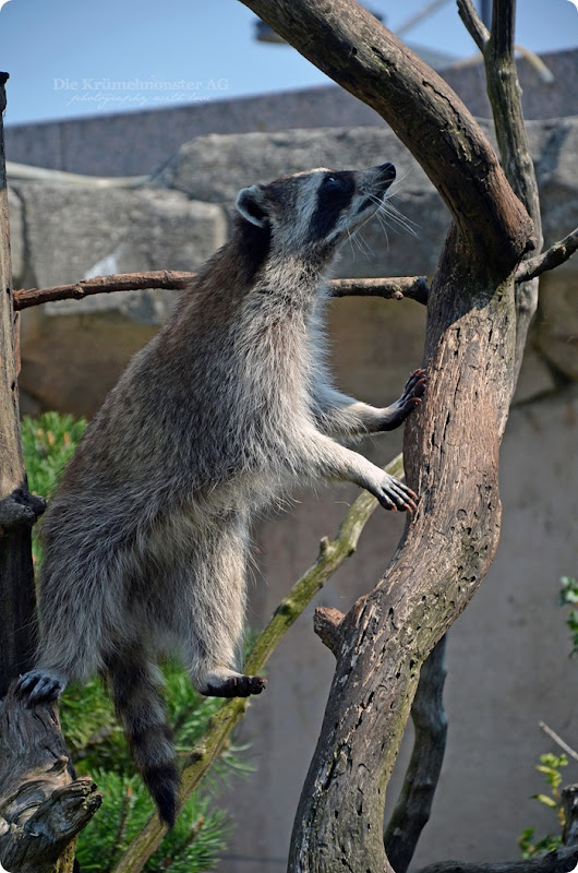 Wremen 29.07.14 Zoo am Meer Bremerhaven 57 Waschbären